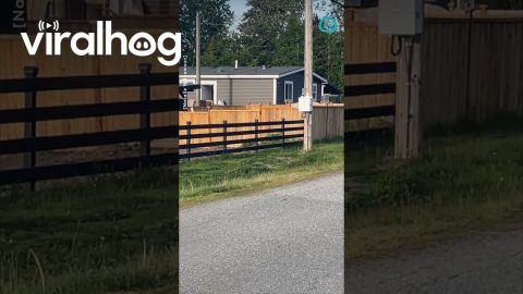 Dog Leaps to Check on Owner || ViralHog