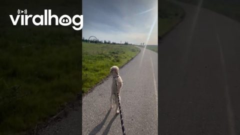 Upright Dog Goes On Morning Walk || ViralHog