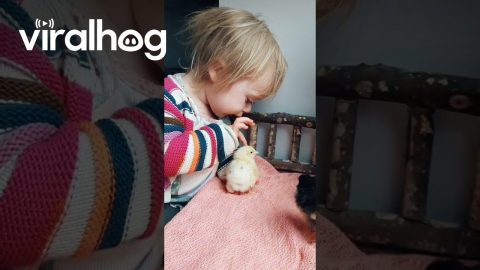 When Your Toddler Is an Expert in Chicken Anatomy || ViralHog
