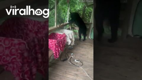Neighboring Black Bear Stops By Unannounced || ViralHog