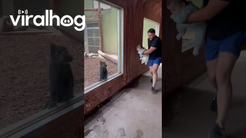 Monkey Playfully Chases Giggling Family || ViralHog