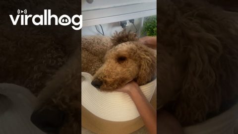 Rusty Dog Hides From Ear Infection Treatment || ViralHog
