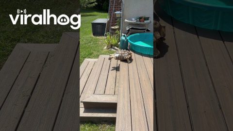 Tortoise Slides Down Stairs || ViralHog