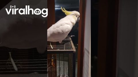 Praying Mantis Jumps On Parrot's Neck || ViralHog