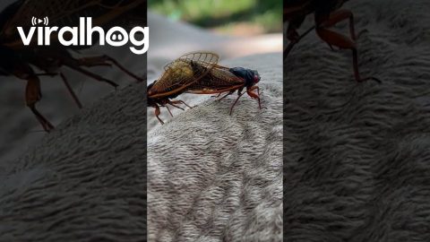 Dog Interrupts 'Bug Documentary' || ViralHog