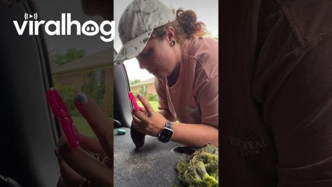 Helping A Turtle With Fishing Line Stuck in His Jaw || ViralHog