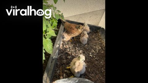 Falcon Family Time || ViralHog