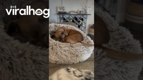 Pup Has a Happy Nap || ViralHog