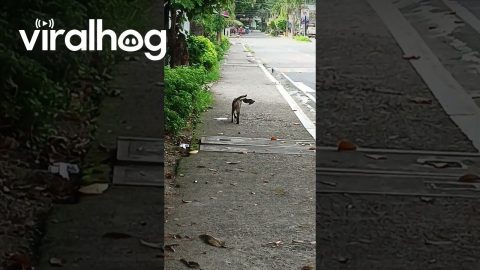 Cheeky Bird Pesters Wandering Cat || ViralHog