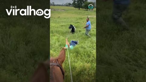 Escapist Donkey Clotheslines Farmhand || ViralHog