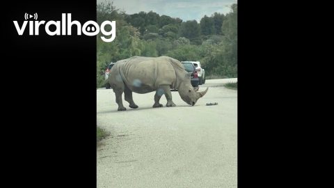 Rhino Removes Car's Wheel Cover || ViralHog