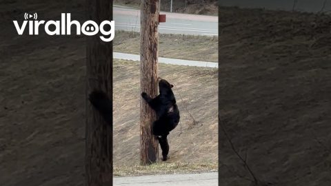 Scarred Black Bear Teaches Cub To Climb || ViralHog