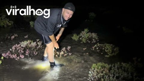 Crab Catcher Gets a Surprise Pinch || ViralHog