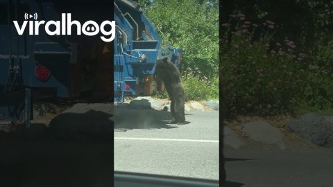 Bear Cub Climbs Onto Garbage Truck || ViralHog