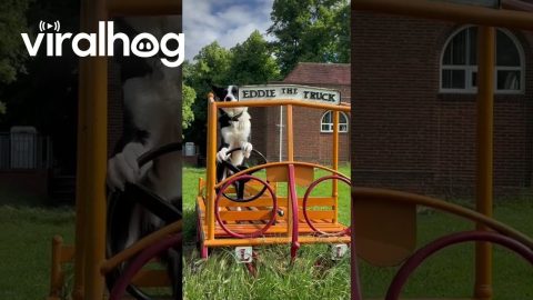 Doggy Driver || ViralHog