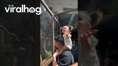 First Time Seeing A Real Monkey || ViralHog