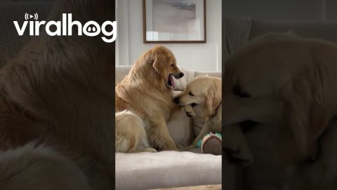 Golden Retriever Tests Big Sister's Patience || ViralHog