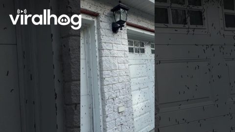 Caterpillar Infestation at Northern Ontario Home || ViralHog