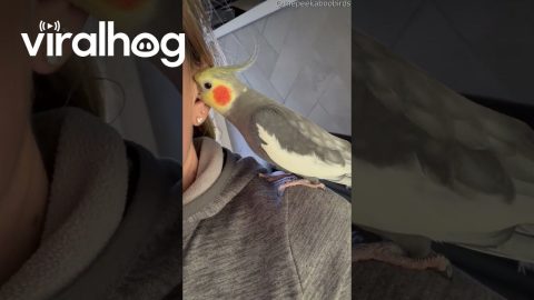 A Little Birdie Told Me || ViralHog