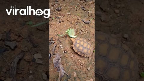 Speed or Determination? Praying Mantis vs Baby Tortoise || ViralHog