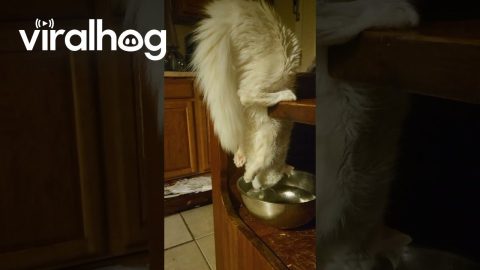 Cat Hangs Upside Down to Drink Water || ViralHog