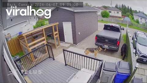 German Shepherd Barks At Backyard Bear || ViralHog