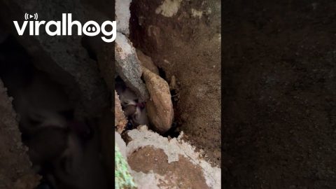 Kitten Found Among Rocks || ViralHog