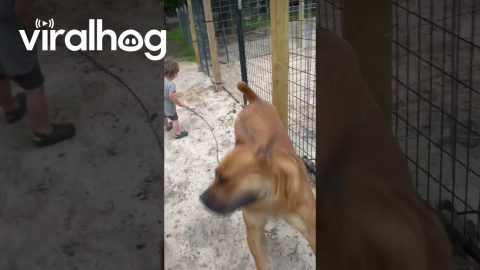 Gentle Giant Plays With Small Person || ViralHog