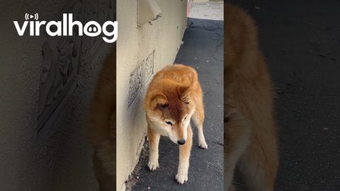 Blind and Deaf Shiba Inu Finds Comfort in Warm Air Vent || ViralHog