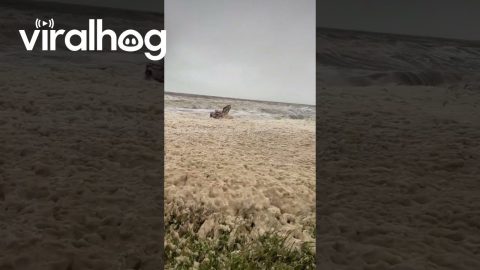 Sea Foam Overtakes Beresford Beach || ViralHog