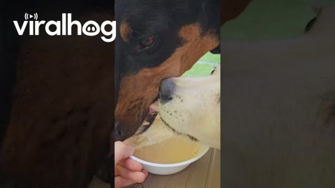 Dog's Strange Eating Habit || ViralHog