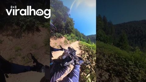 Bear Cub Crosses Biker's Path || ViralHog