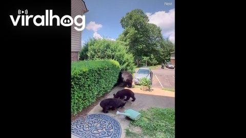 A Family Bears Comes To Visit || ViralHog