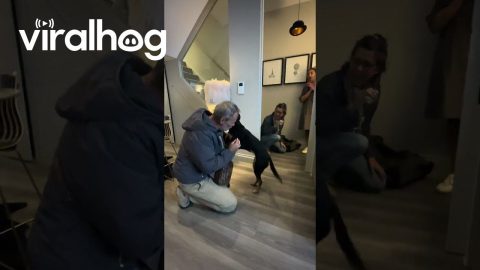 Dog Reunites With Rescuers After 3 Years || ViralHog