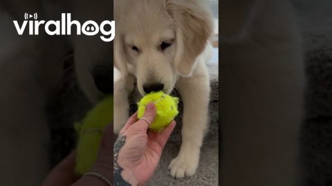 Puppy Throws Ball Down Steps || ViralHog