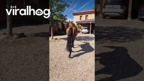 Jack Russell Leads A Horse || ViralHog