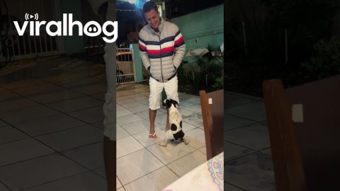 Dog Dances to Brazilian Music || ViralHog