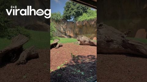 Twirling Ape Entertains Itself || ViralHog