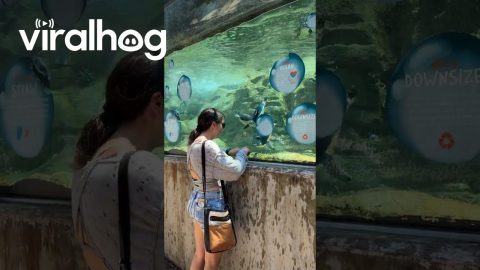 Woman Plays With Penguin at the Zoo || ViralHog
