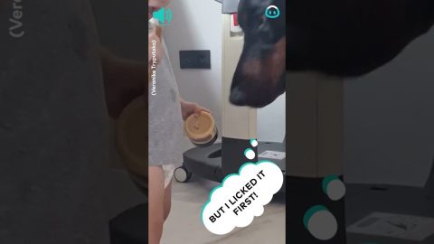 Baby Quality Tests Dog Bone || ViralHog