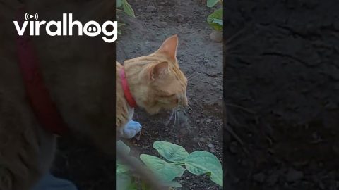 Kitty Battles a Small Lizard || ViralHog
