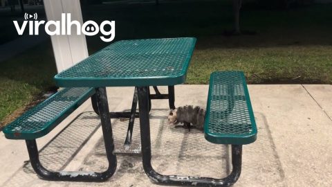 Mama Opossum Carries Seven Babies on Her Back || ViralHog