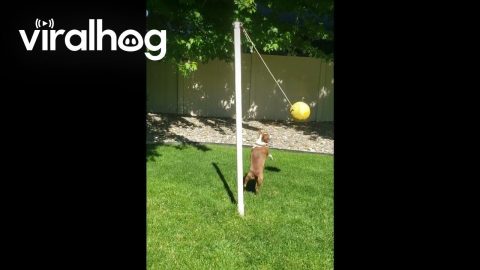 Boston Terrier Dogs Play Tetherball Together || ViralHog