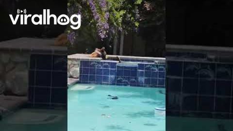 Bear Takes a Dip in Hot Tub || ViralHog