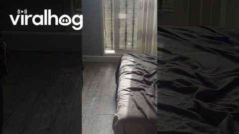 Dog Gets Himself Into Tricky Situation || ViralHog