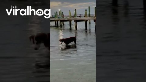 Helicopter Tail Wagging Dog || ViralHog