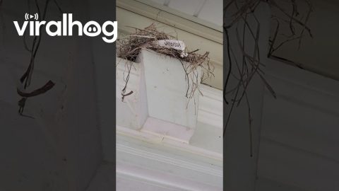 Bird Leaves Note In Newly Built Nest || ViralHog