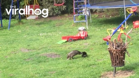 Duck Loves Shoes || ViralHog