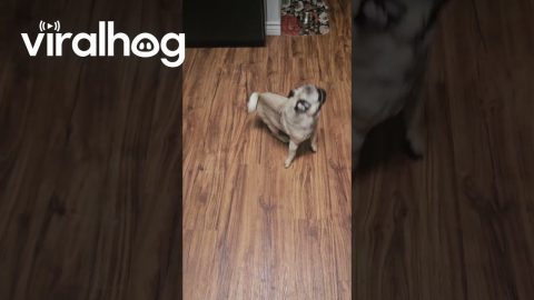Lemmy the Pug Spins For Dinner || ViralHog