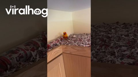Parrot Pulls Wrapping Paper Apart || ViralHog
